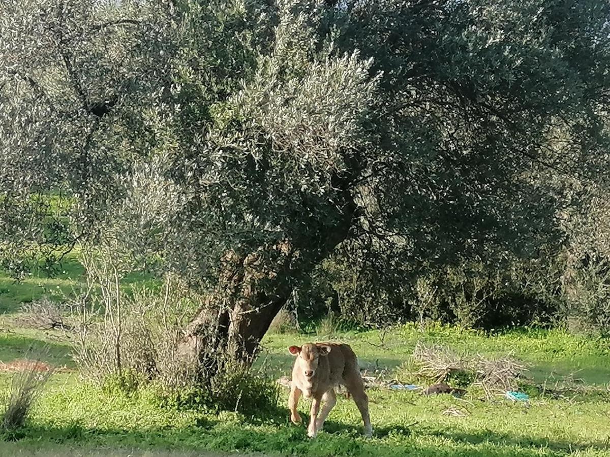 Sívas Villa Costas - Popi מראה חיצוני תמונה